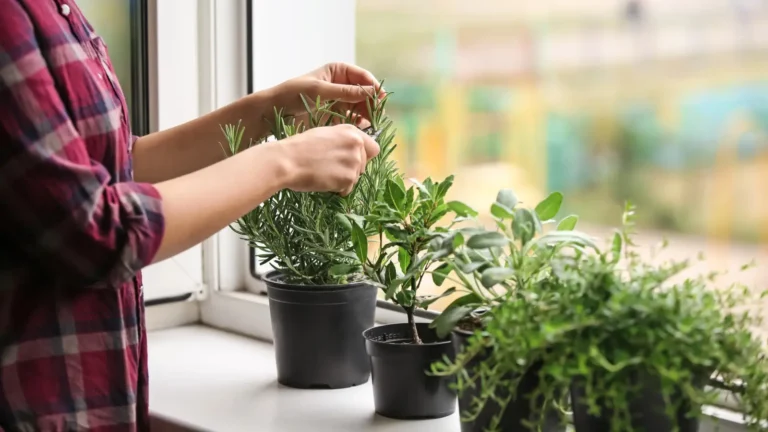 Mulher em frente a janela se preparando para plantar ervas em casa