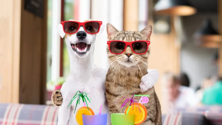 gato e cachorro abraçados usando acessórios para pet